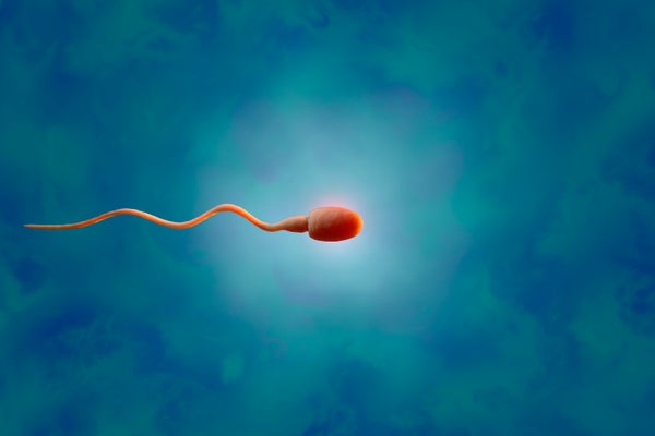 A 3D rendering of a sperm cell.