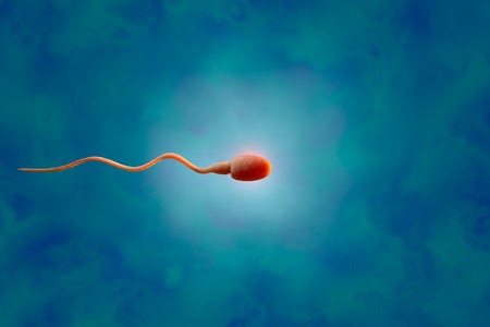 A 3D rendering of a sperm cell.