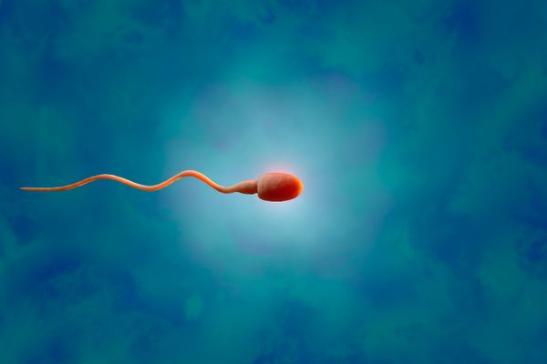 A 3D rendering of a sperm cell.