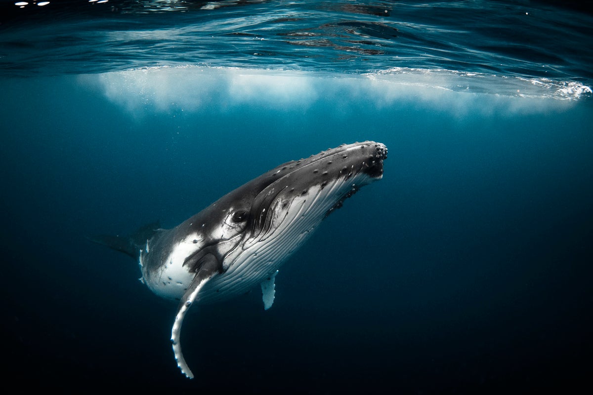 Humpback whales sometimes hang out with their mouth open, baffling scientists