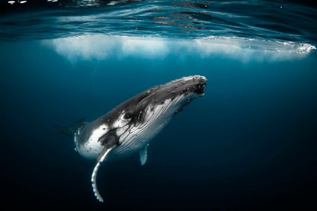Humpback whale swimming in clear blue ocean