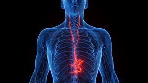 A human body with the vagus nerve running through it.