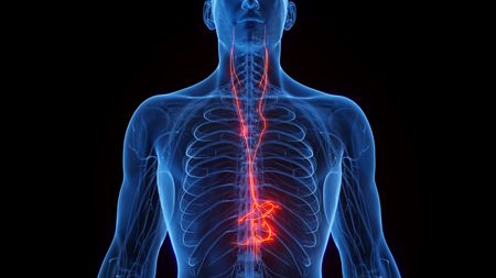 A human body with the vagus nerve running through it.