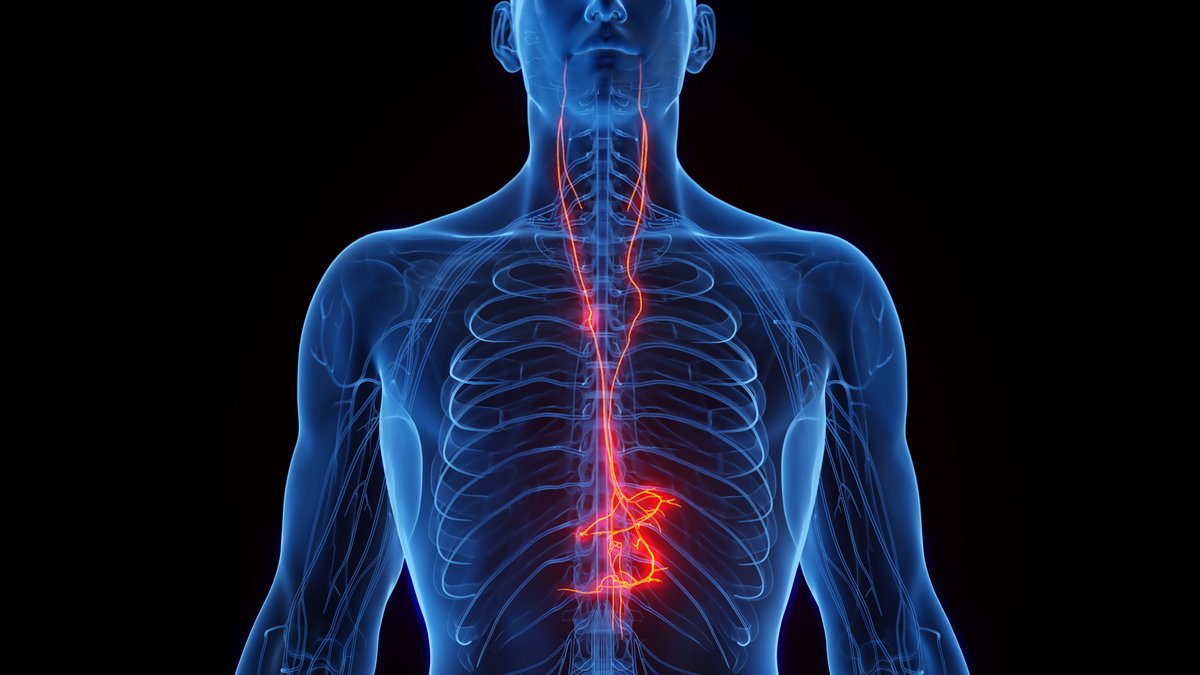 scientificamerican.com - Mary Randolph - Scientists are closer than ever to understanding the power of the vagus nerve