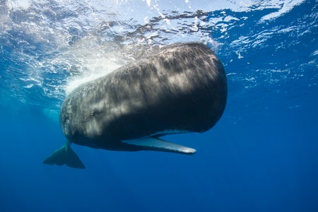 A sperm whale with an open mouth swims near the water's surface