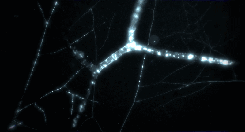 Bright light flows through branching paths