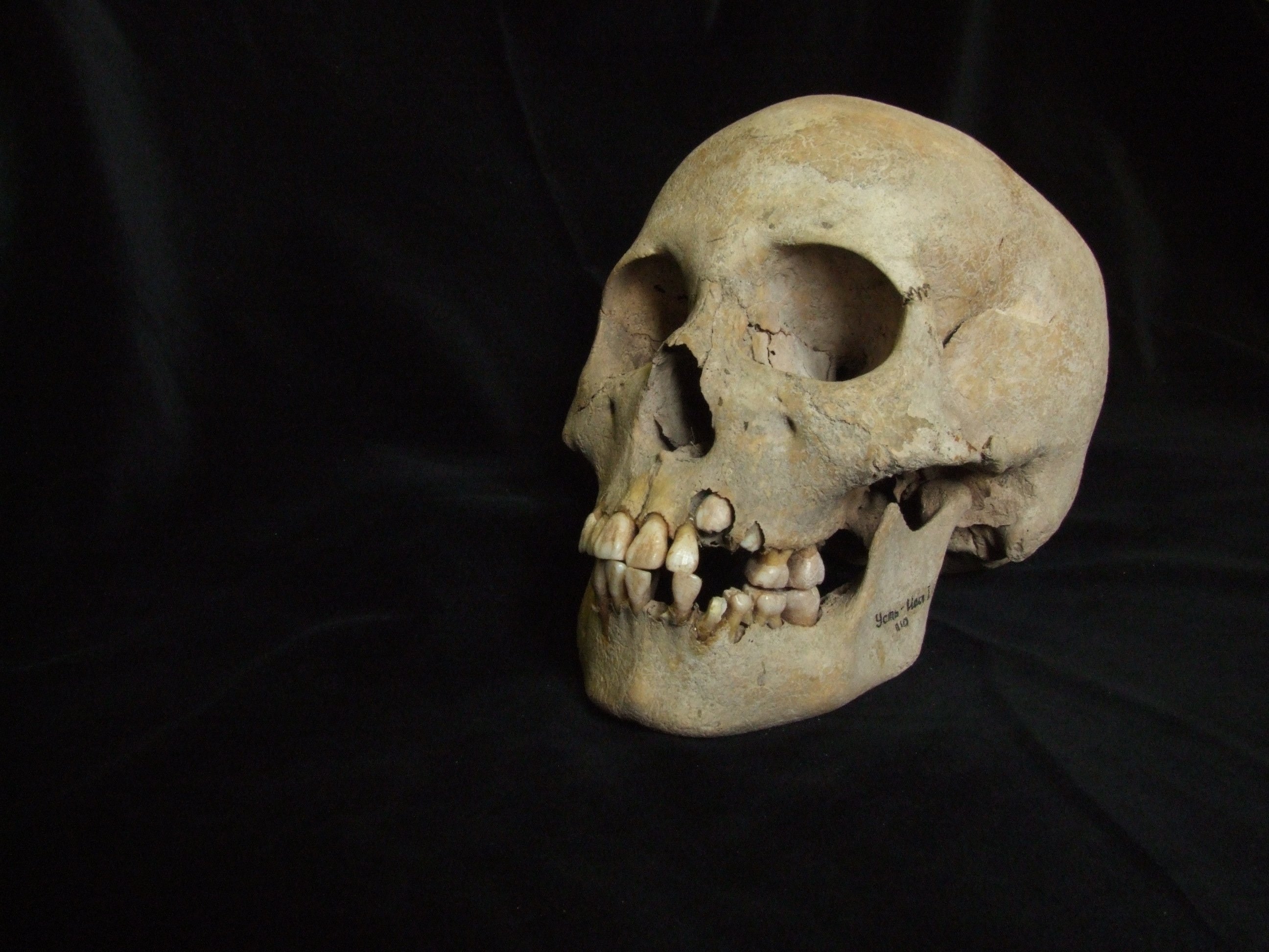 Ancient skull from burial site near Lake Baikal