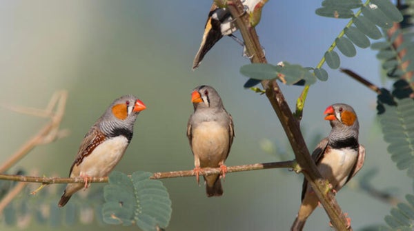Three Zebra Finches on a branch in Western Queensland. The tail of a fourth bird is seen on a branch above them.