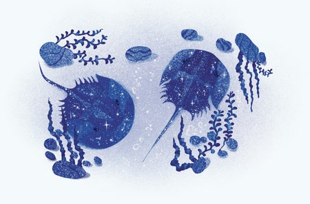 A drawing of two sparkling blue horseshoe crabs with floating kelp around them.