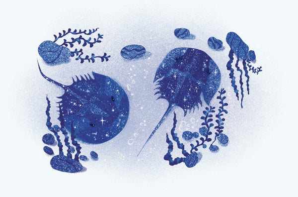 A drawing of two sparkling blue horseshoe crabs with floating kelp around them.