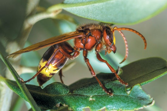 Close up of a brownish hornet seen from the side on a leaf