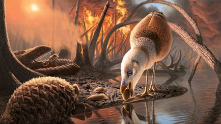 Illustration of the scene of the aftermath of an asteroid strike with dinosaurs dying and advanced birds taking wing.