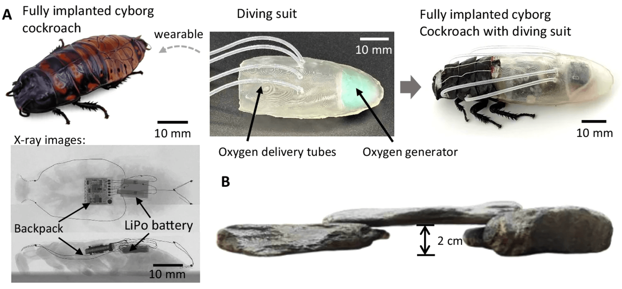 Scientists just unveiled ‘cyborg’ cockroaches that can breathe ...