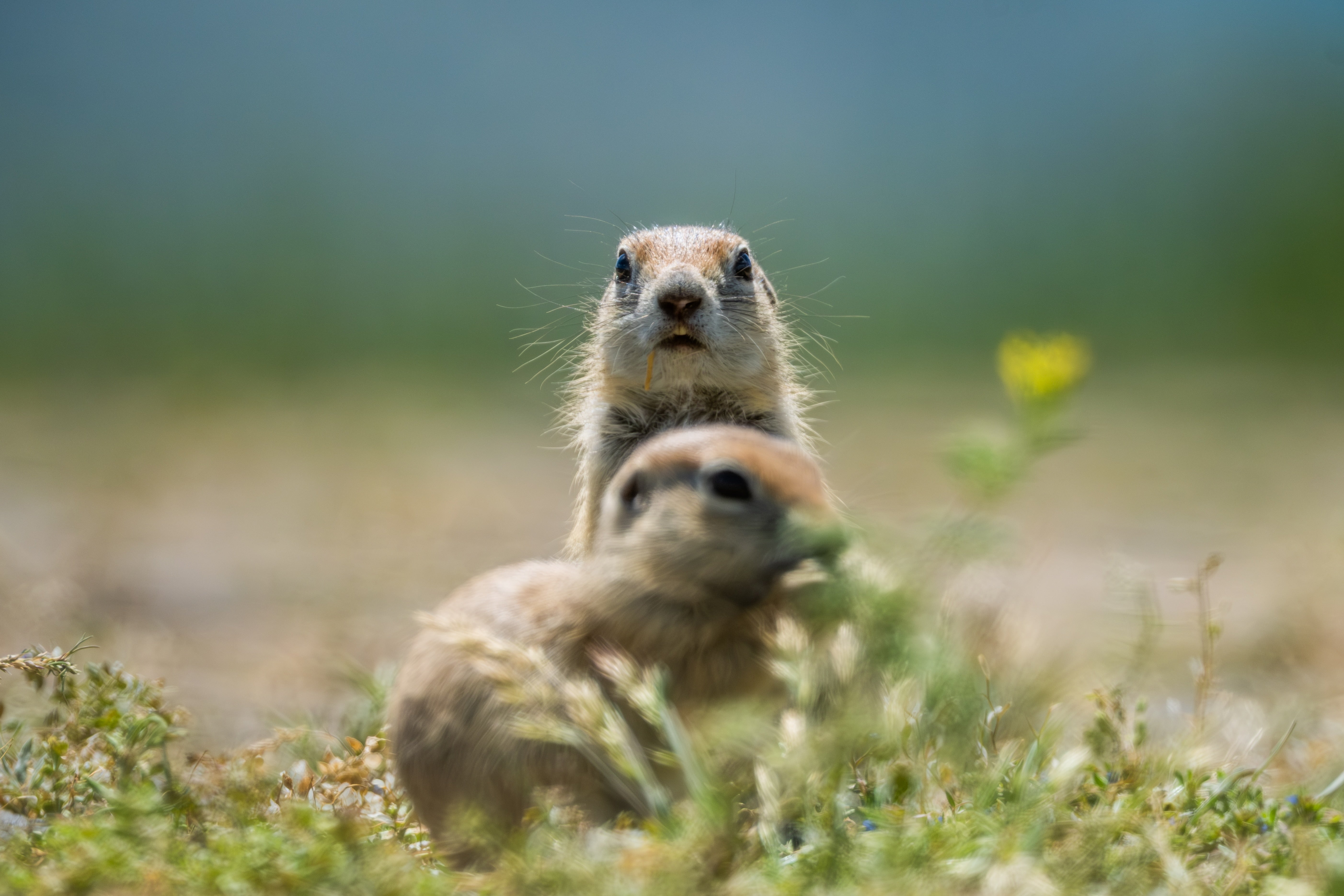 Asia Minor ground squirrel searches for food at Sultan Sazligi National Park.
