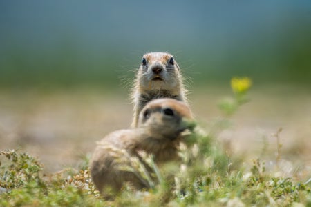 Asia Minor ground squirrel searches for food at Sultan Sazligi National Park.