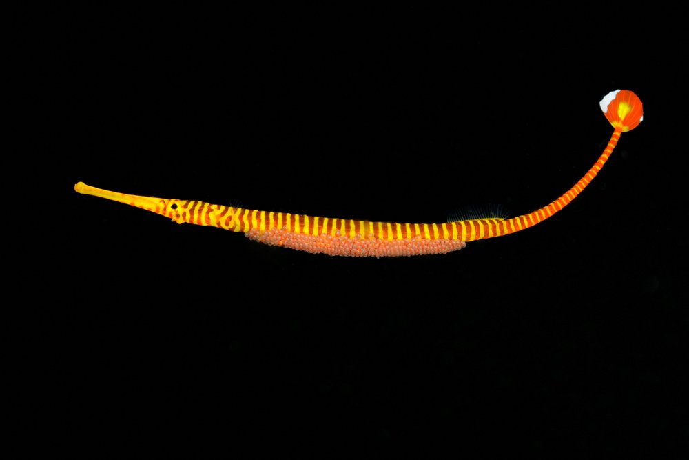 Pez pipa de bandas amarillas.
