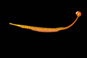 Yellow-banded pipefish.