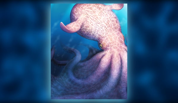 ‘Kraken’ fossils show enormous, intelligent octopuses were top predators in Cretaceous seas