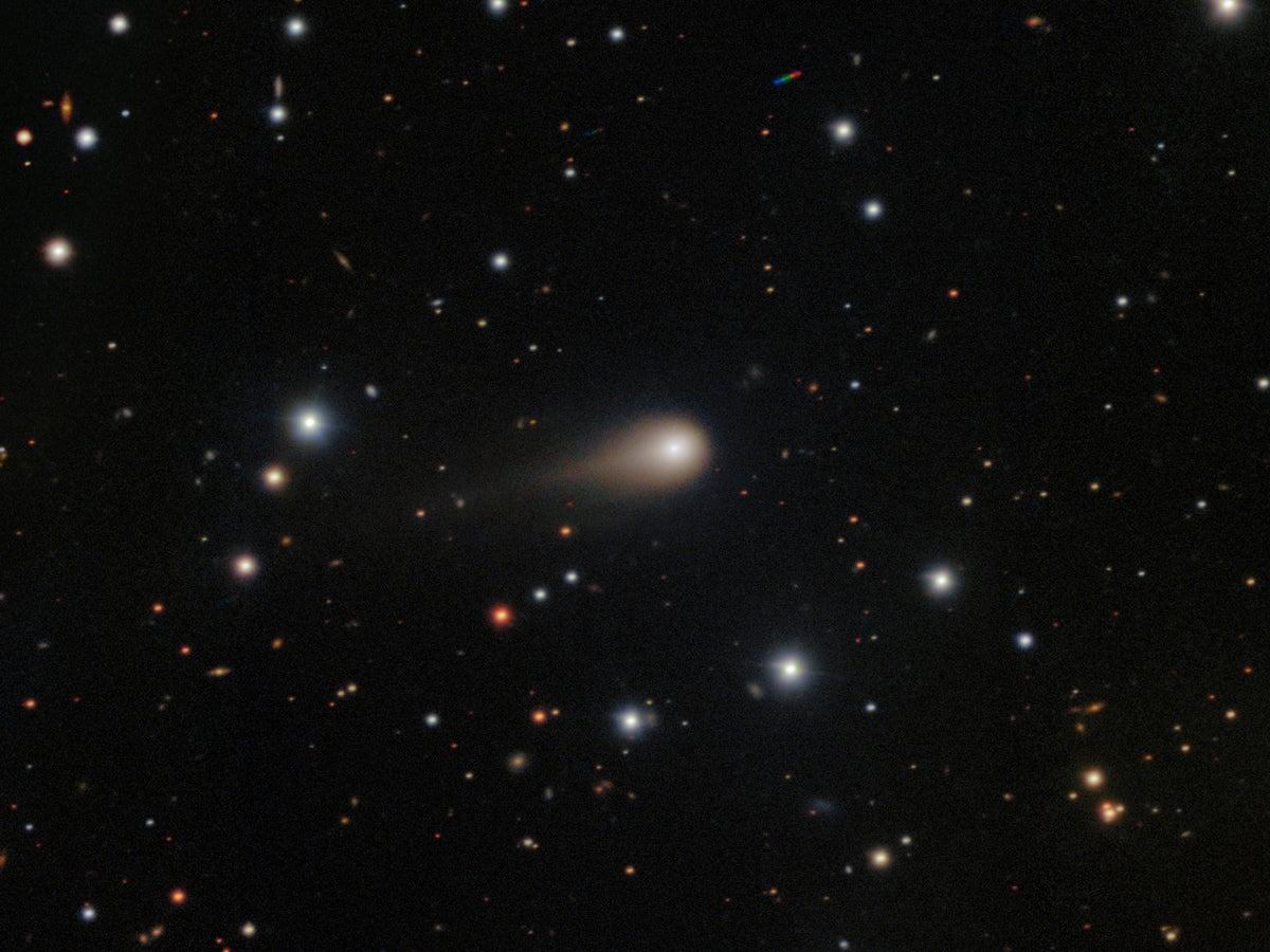 A fuzzy comet with a fat tail extended behind it seen against a background of stars.