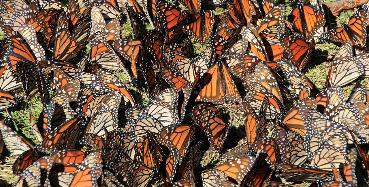 A cluster of Monarch butterflies during migration to el Rosario Refuge