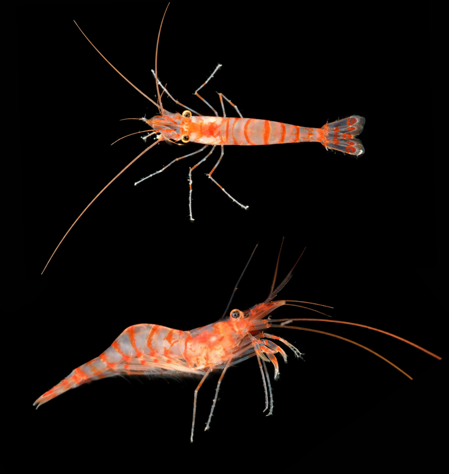 This image shows two shrimp specimens. The shrimp on top is shown from above. The shrimp on the bottom is shown from the side. Both have bright orange stripes.