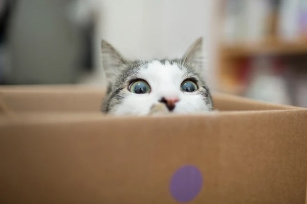 Cat poking its head out of box