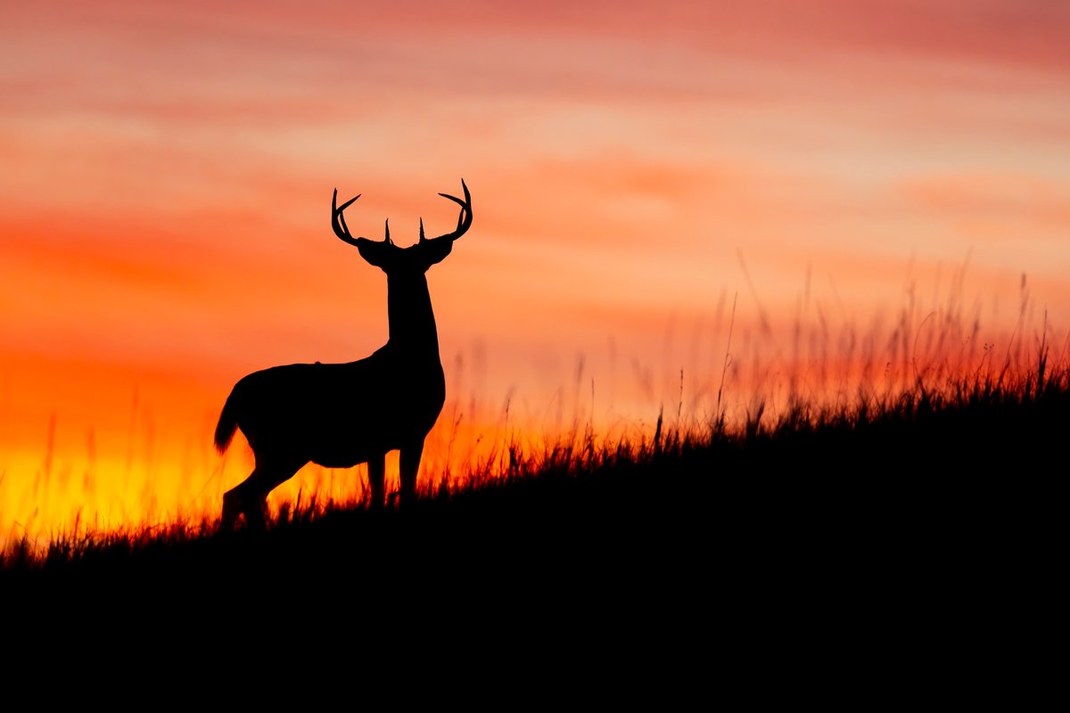 Deer may see hidden glowing signs in forests