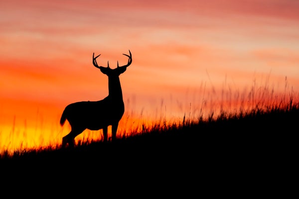 The silhouette of a white-tailed deer poses in front of a sunset on a grassy hill