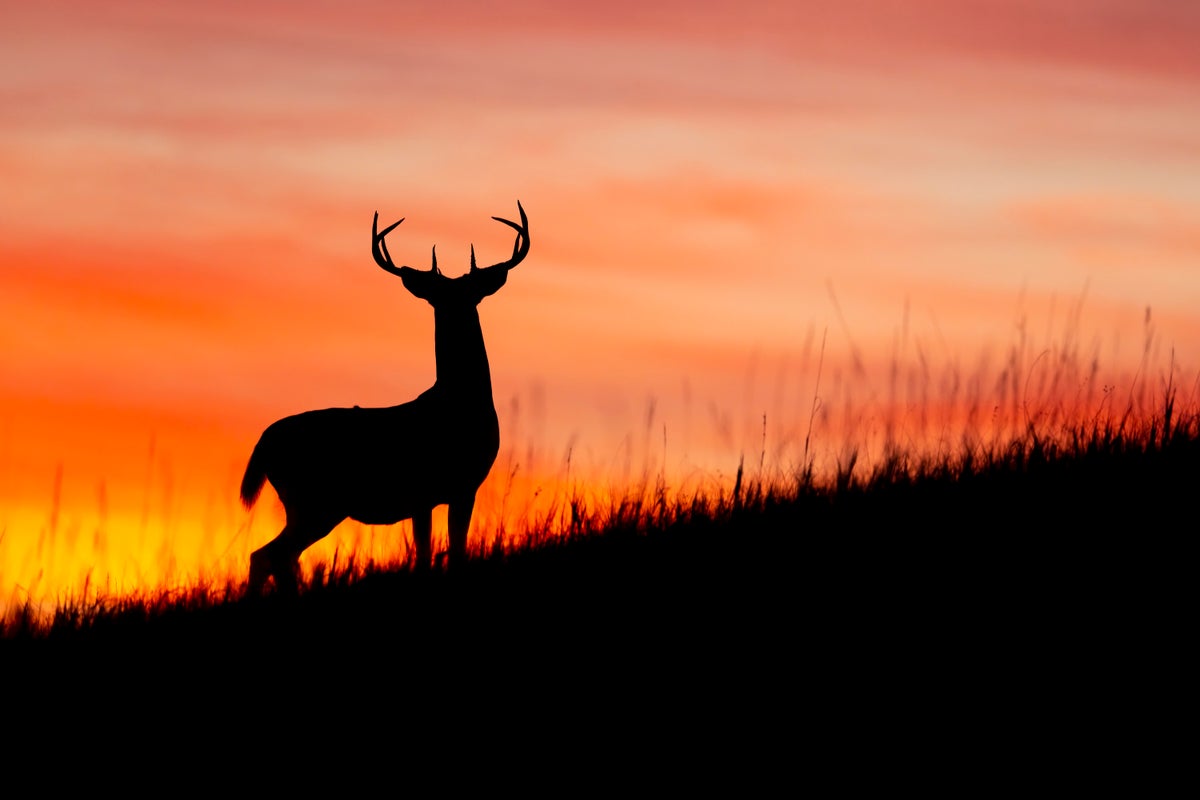 The silhouette of a white-tailed deer poses in front of a sunset on a grassy hill