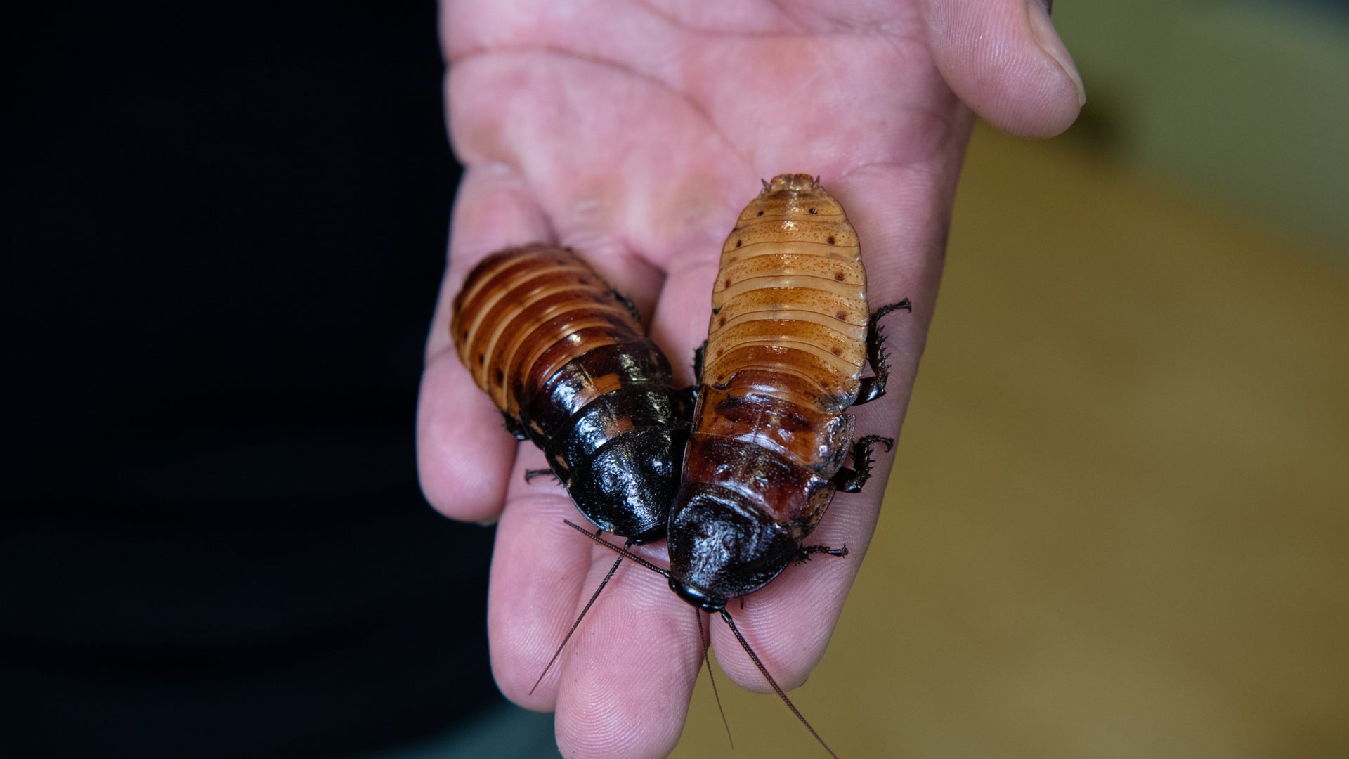 How to name a Madagascar hissing cockroach for Valentine's Day at