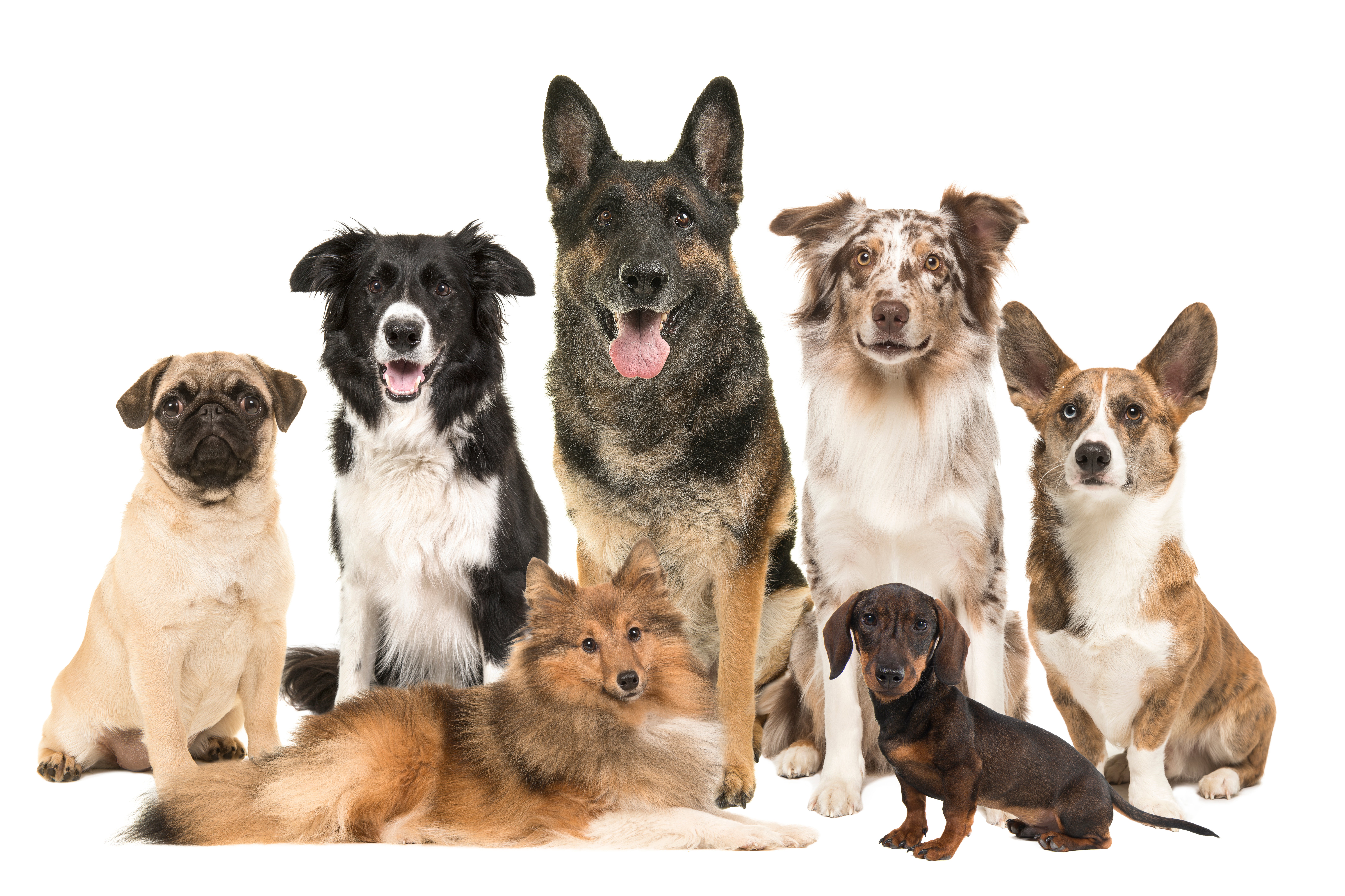 Large group of various breeds of dogs