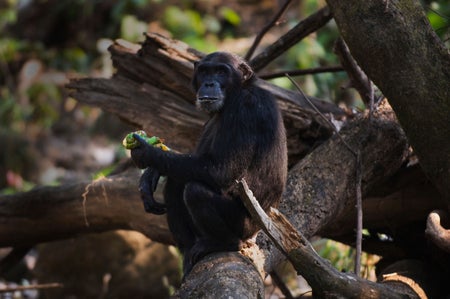 Chimpanzee sitting on a tree branch, eating fruit.