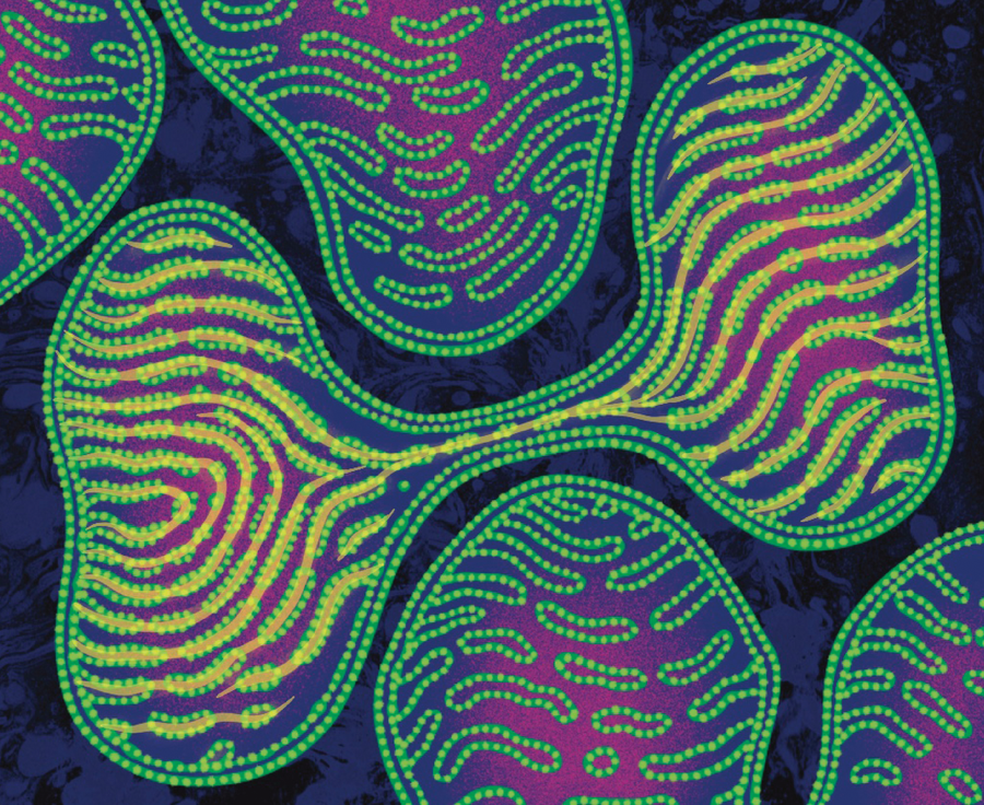 Two mitochondria are connected by a thin long tube.