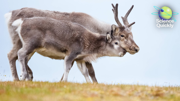 Illustration of a mother reindeer and calf