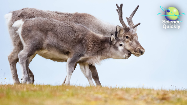 Illustration of a mother reindeer and calf