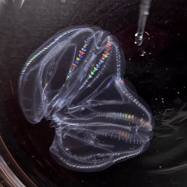 A two-lobed transparent creature underwater with wisps of internal organs and shiny triangles within