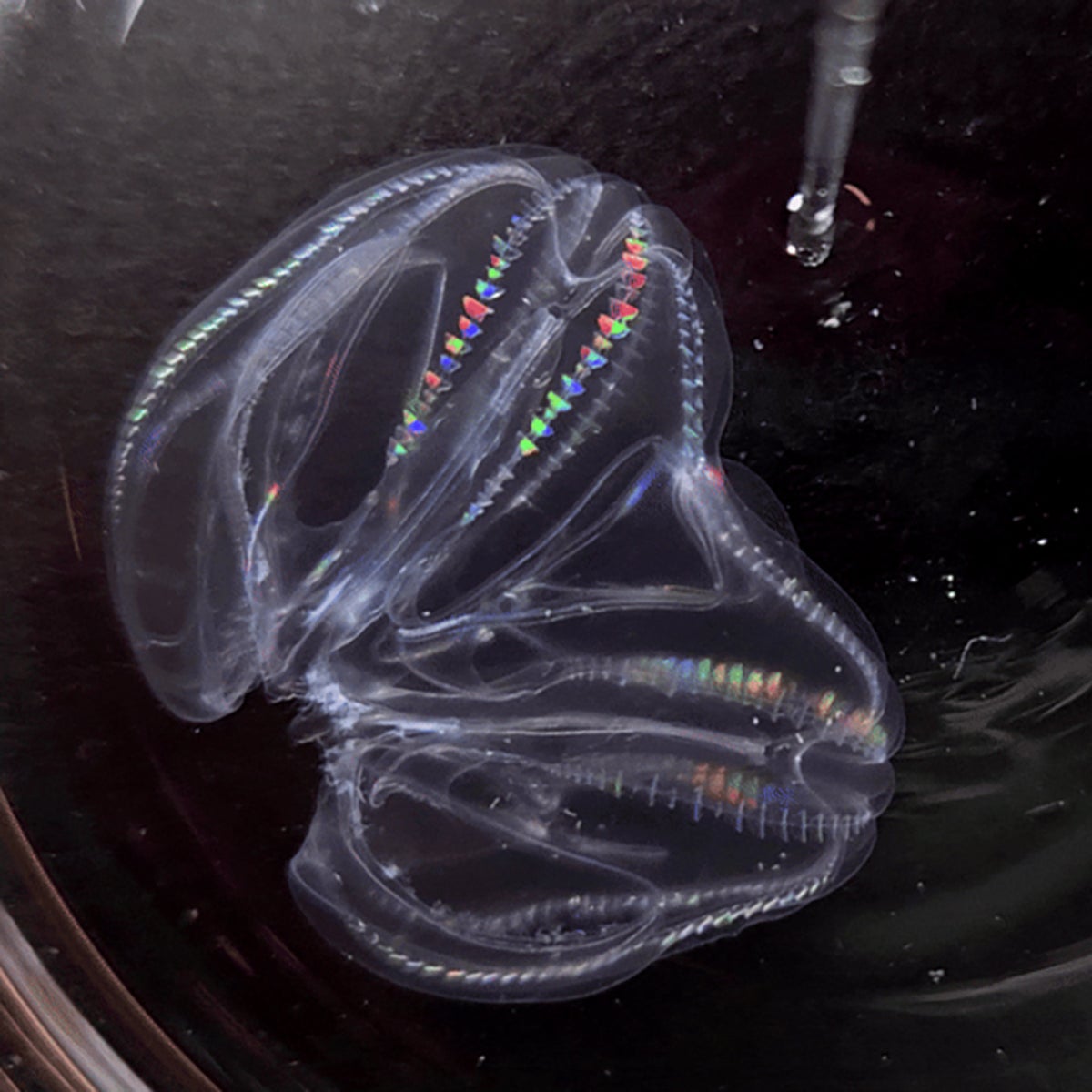 Researchers knew something strange was afoot at the Marine Biological Laboratory in Woods Hole, Mass., when they spied a ctenophore, or comb jelly&mda