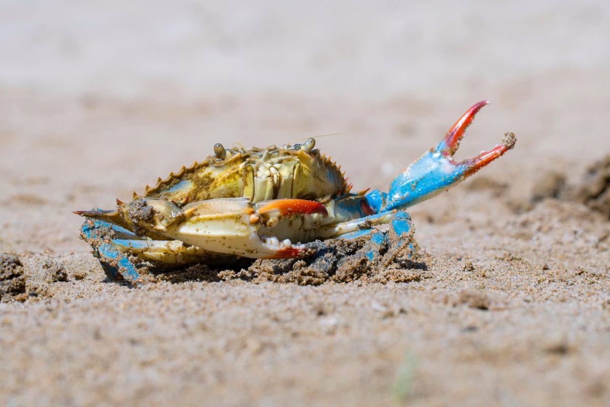 Maryland’s crabs are gluttonous cannibals, decades-long study finds