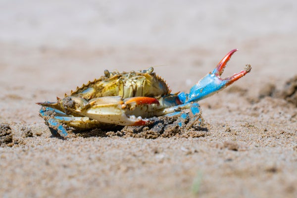 A blue crab on the beach with its claws outstretched