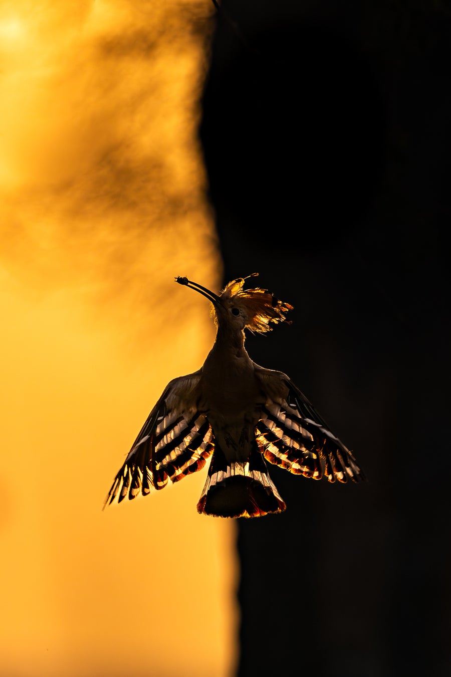 a back-lit bird in flight with a half-gold half-black background