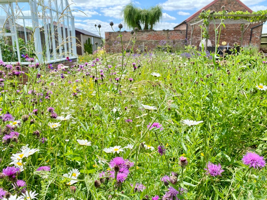 Wildflower garden with a large variety of wild flowers specifically for pollinating insects