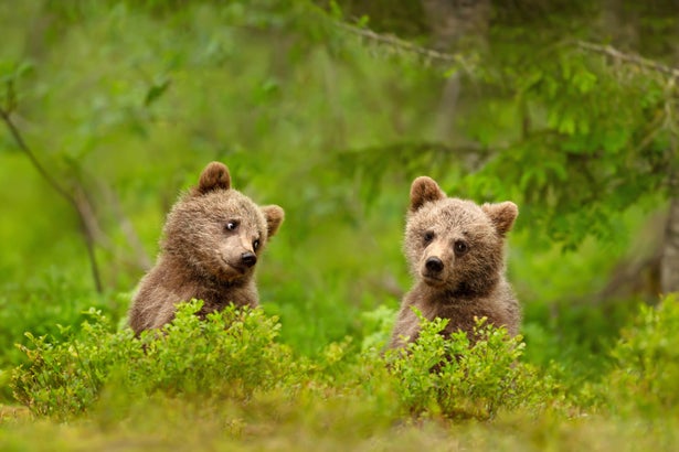 One bear cub looking at another one in the forest