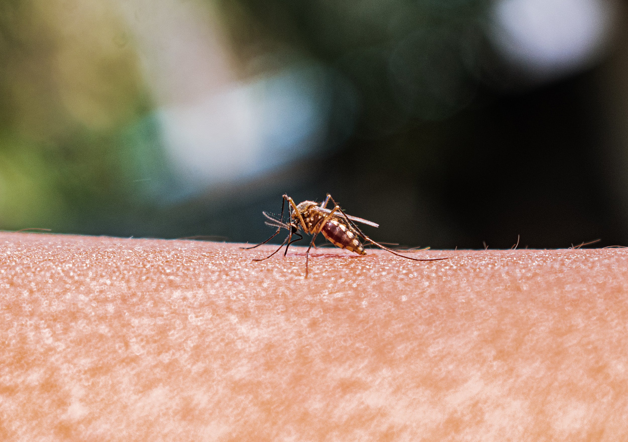 A mosquito biting a human