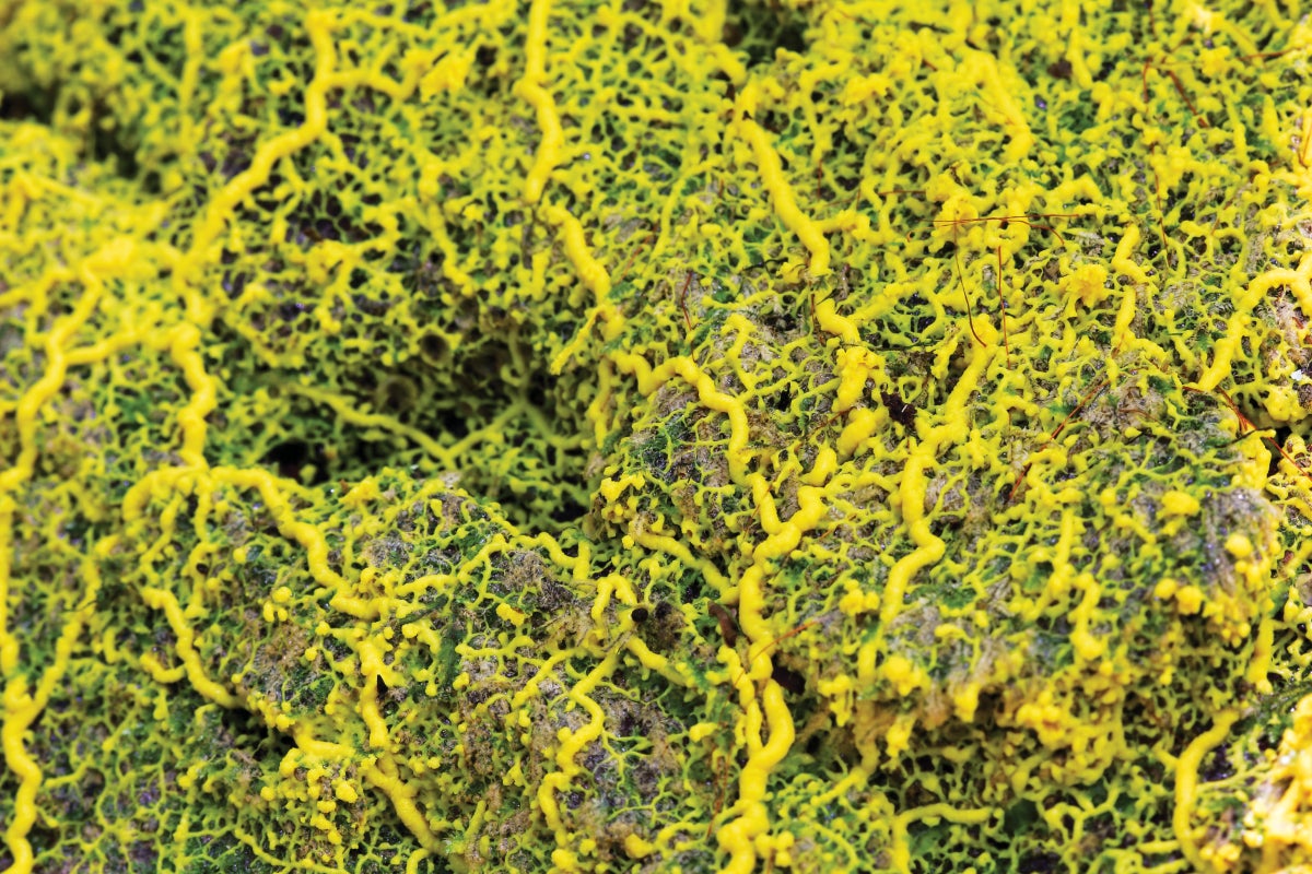 Slime Mold Helps to Map the Universe’s Tendrils of Dark Matter