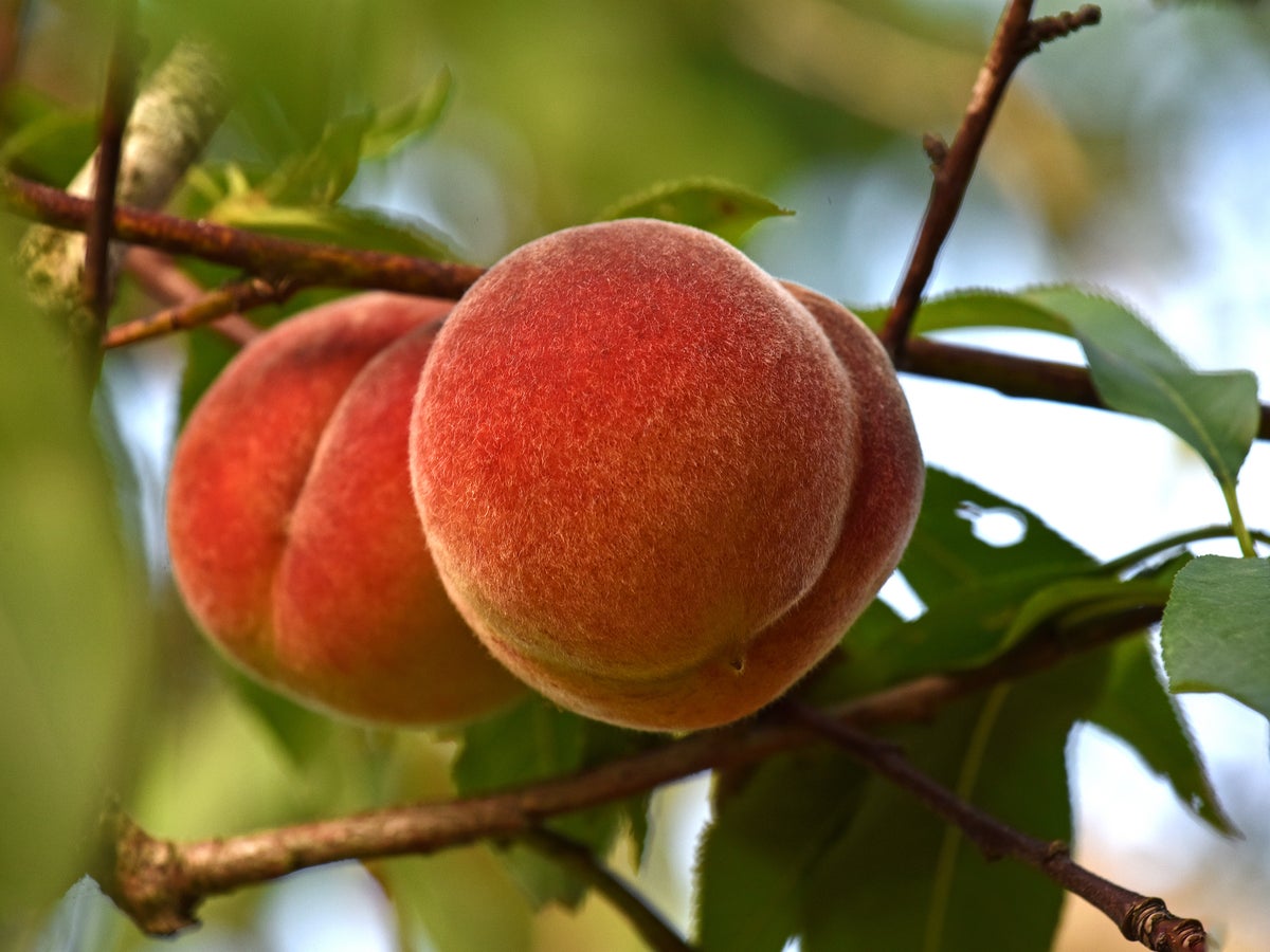 https://static.scientificamerican.com/dam/m/124f456a5df0e35b/original/peaches_growing_on_tree.jpg?crop=4%3A3%2Csmart&m=1729795447.611&w=1200