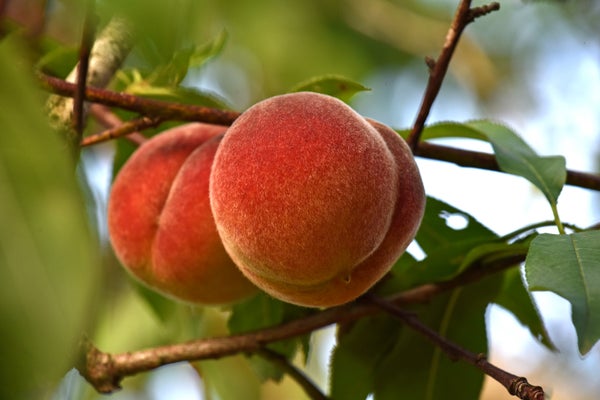 Close up of two peaches growing on a tree