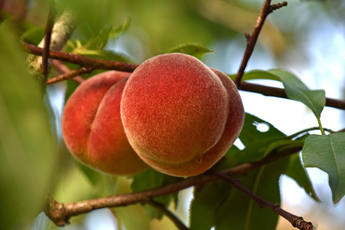 Close up of two peaches growing on a tree