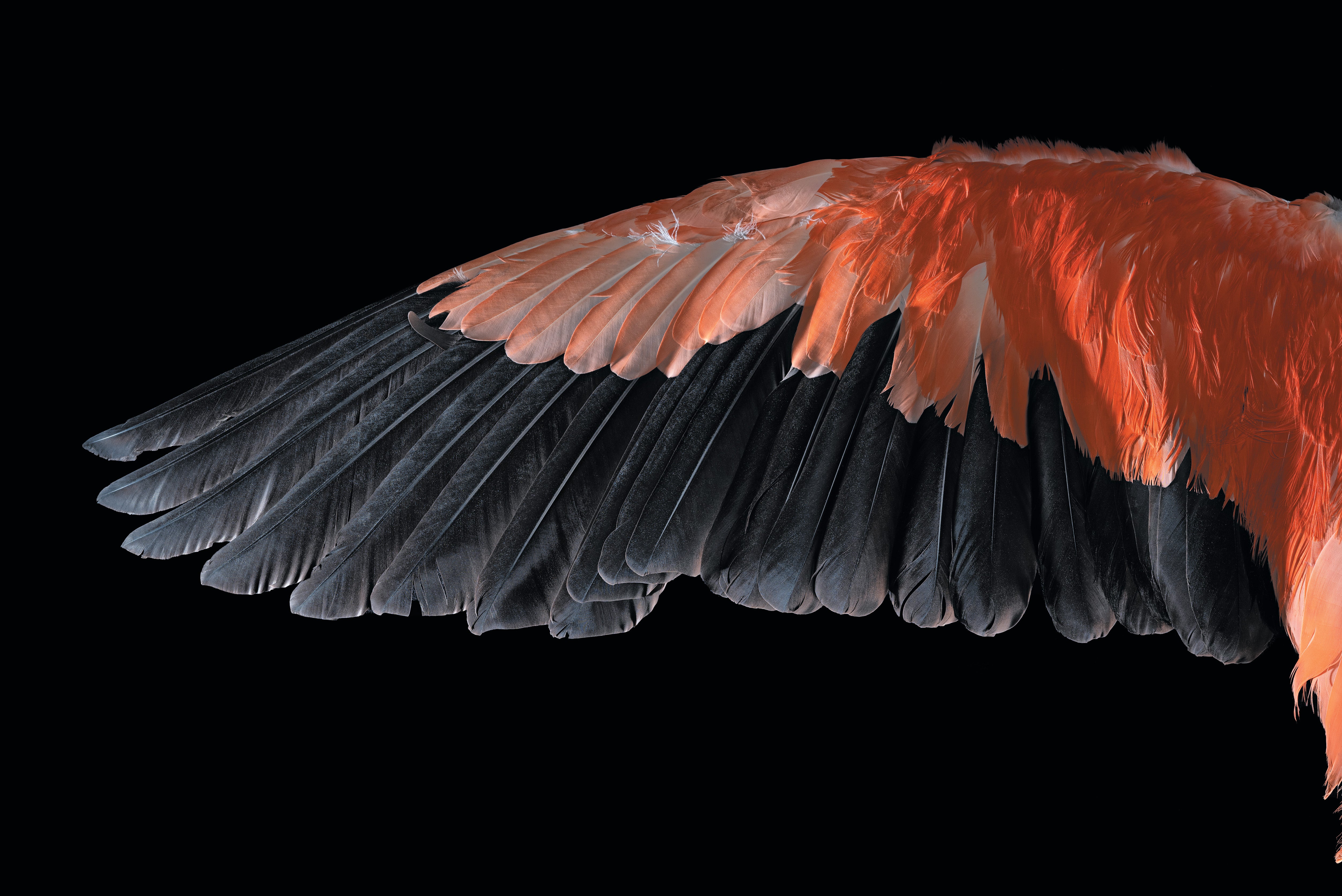 A pink, white and black feathered bird wing specimen shown on a black background.