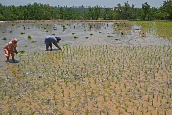 Two farmers planting rice saplings in a field.