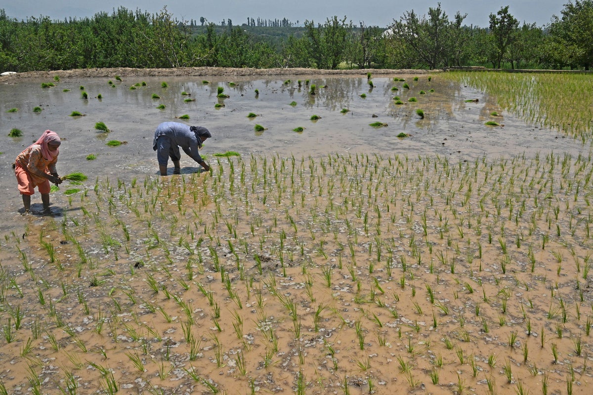 Farm Effort to Reduce Methane Emits a Different Climate-Warming Gas